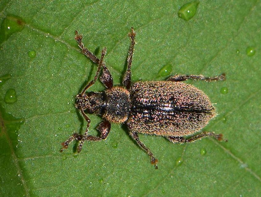 Phyllobius betulinus - változékony levélormányos
