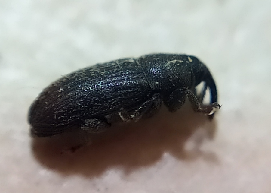 Mecinus pyraster - szélesnyakú útifűormányos