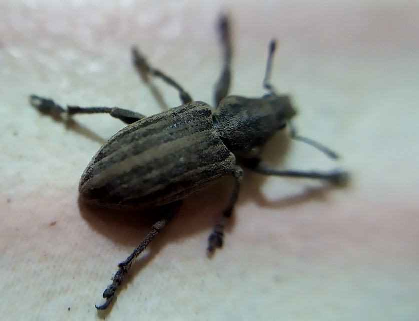 Tanymecus dilaticollis - kukorica-hegyesfarúbarkó