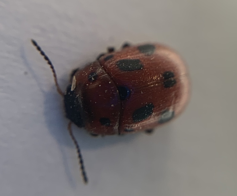 Gonioctena fornicata - közönséges lucernabogár