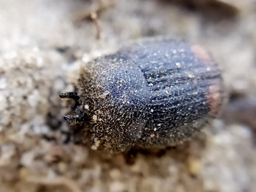Onthophagus furcatus - villás trágyatúró