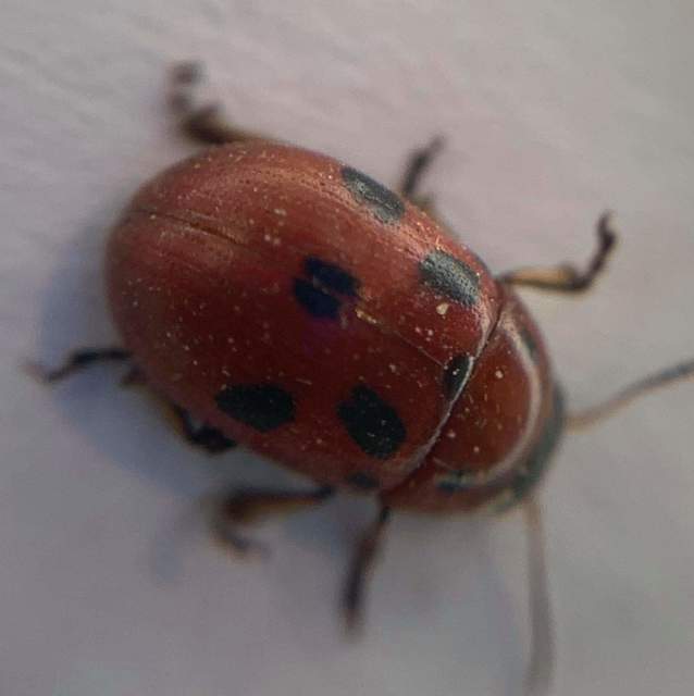Gonioctena fornicata - közönséges lucernabogár
