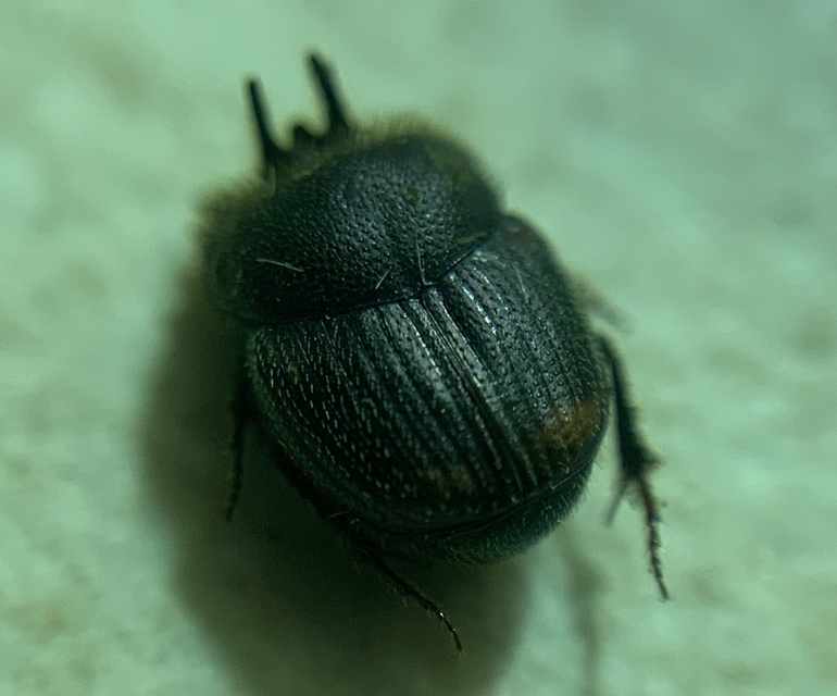 Onthophagus furcatus - villás trágyatúró