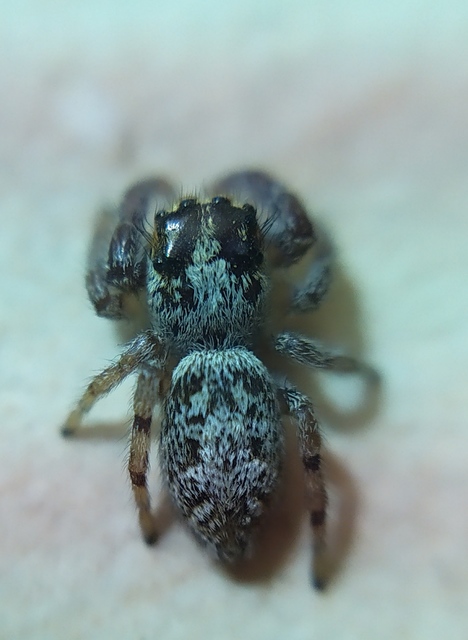 Macaroeris nidicolens - fészkes ugrópók
