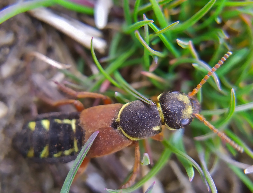 Staphylinus caesareus - aranysujtásos holyva