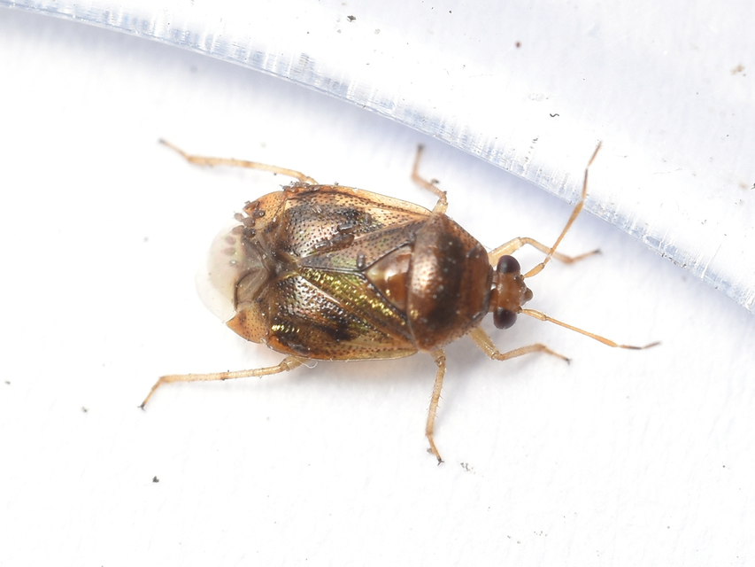 Deraeocoris lutescens - sárgás mezeipoloska