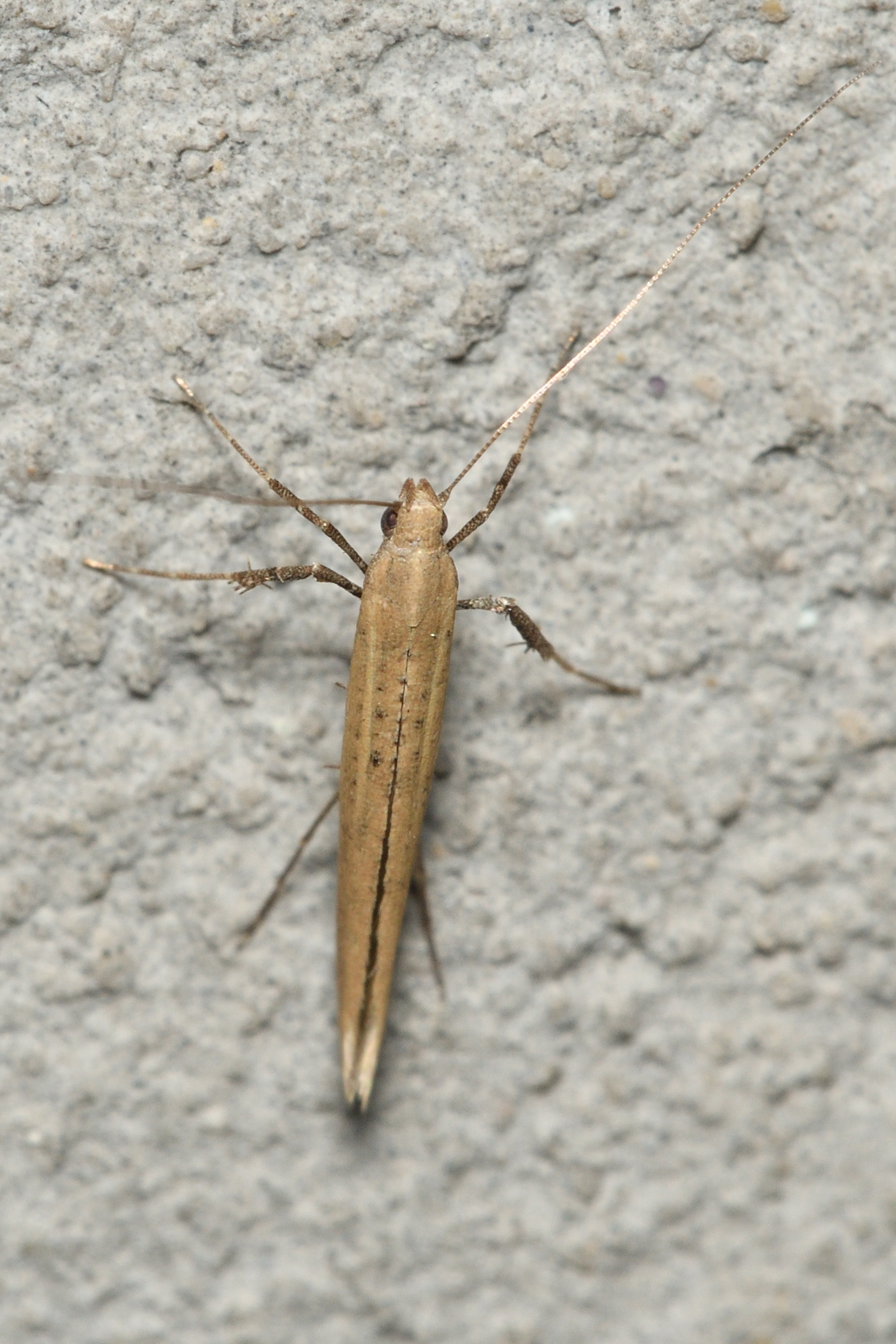 Caloptilia roscipennella - diógöngyölő keskenymoly