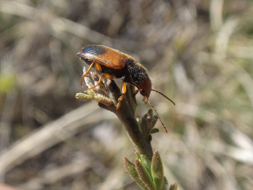 Diachromus germanus - német tarkafutó