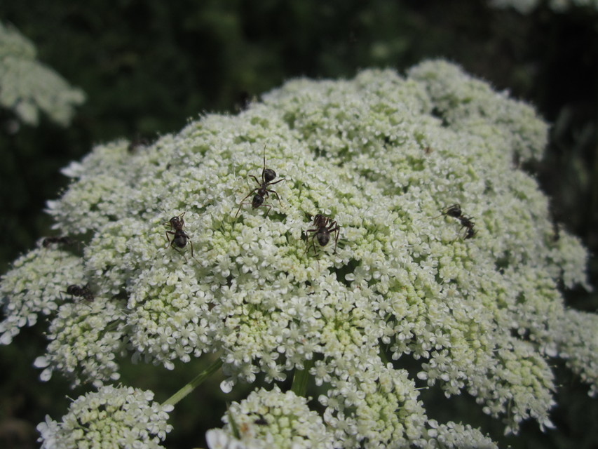 Formica