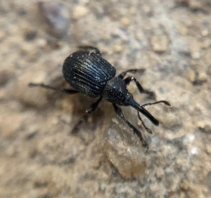 Omphalapion pseudodispar - déli cickányormányos