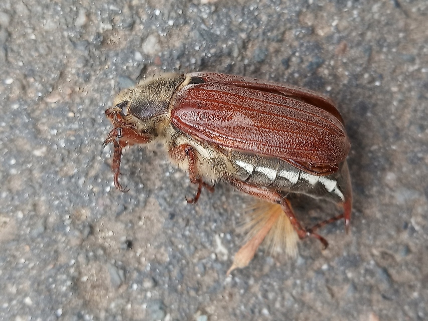 Melolontha melolontha - májusi cserebogár