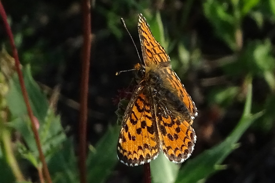Melitaea trivia - kis tarkalepke