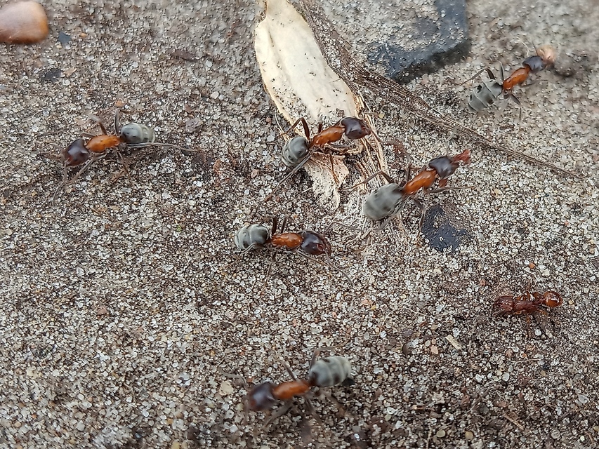 Liometopum microcephalum - tölgyfahangya