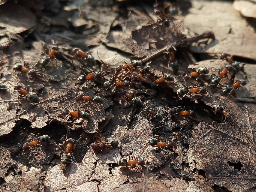 Liometopum microcephalum - tölgyfahangya