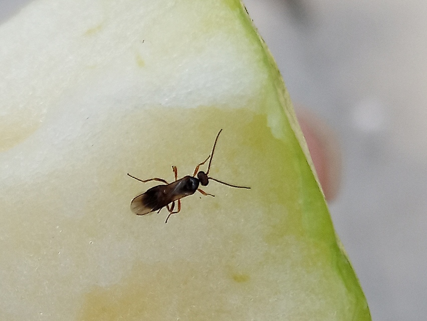 Braconidae - gyilkosfürkészek