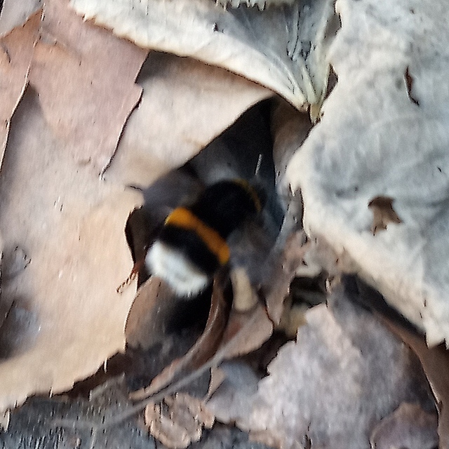 Bombus terrestris/lucorum
