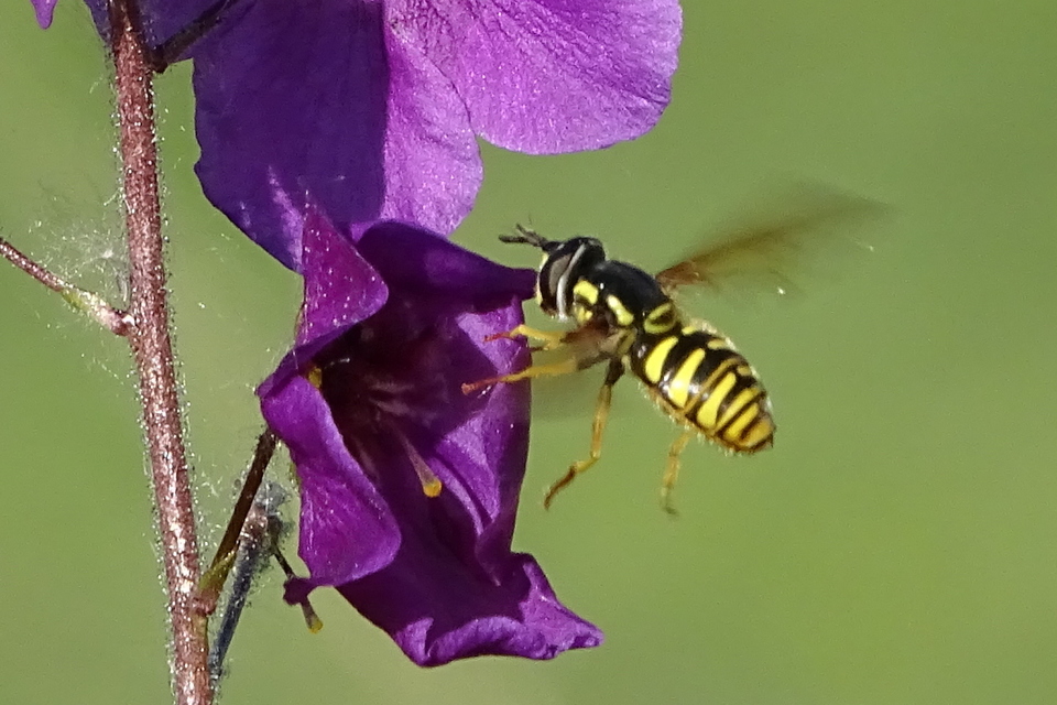 Chrysotoxum