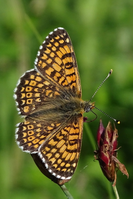 Melitaea cinxia - réti tarkalepke