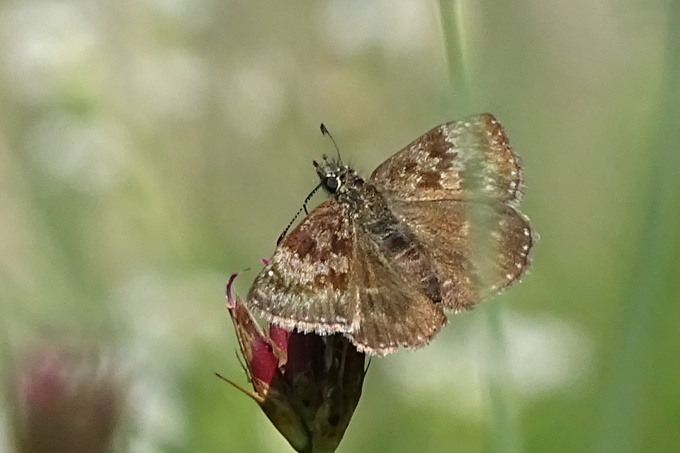 Erynnis tages - cigánylepke