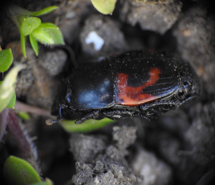 Hister quadrimaculatus - közönséges sutabogár