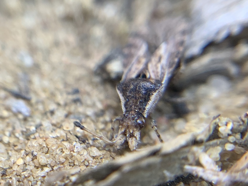 Spathocera tuberculata