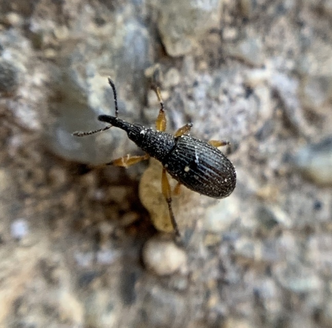 Protapion varipes - görbelábú cickányormányos Protapion varipes - görbelábú cickányormányos