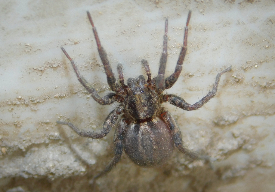 Trochosa