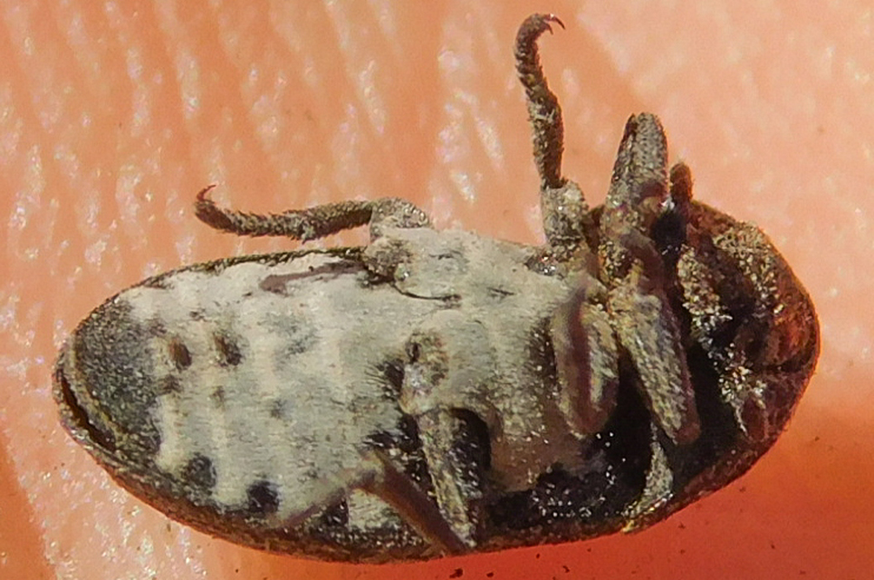 Dermestes laniarius - gyászos porva