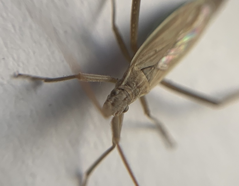 Notostira elongata