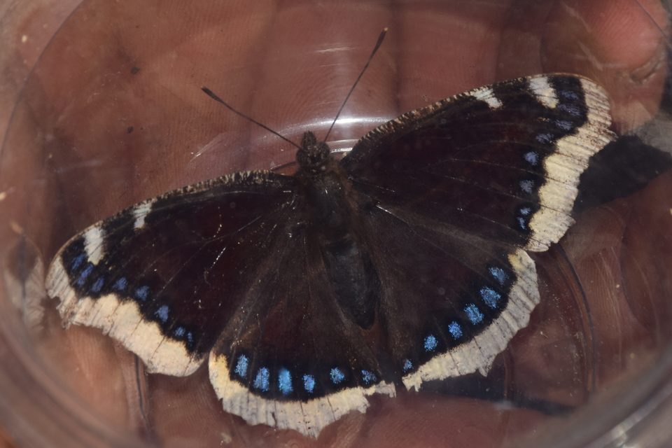 Nymphalis antiopa - gyászlepke