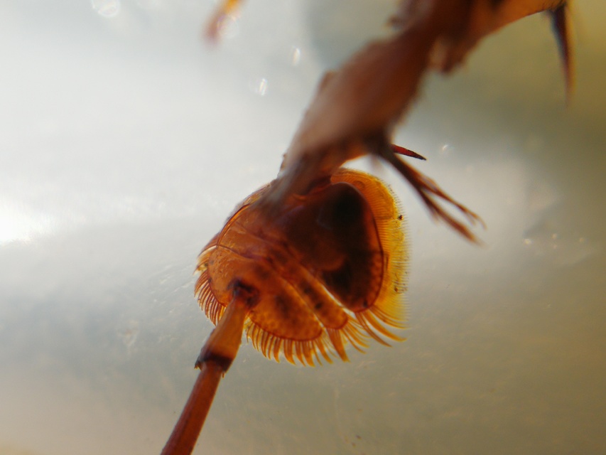 Dytiscus dimidiatus - tompacsípős csíkbogár