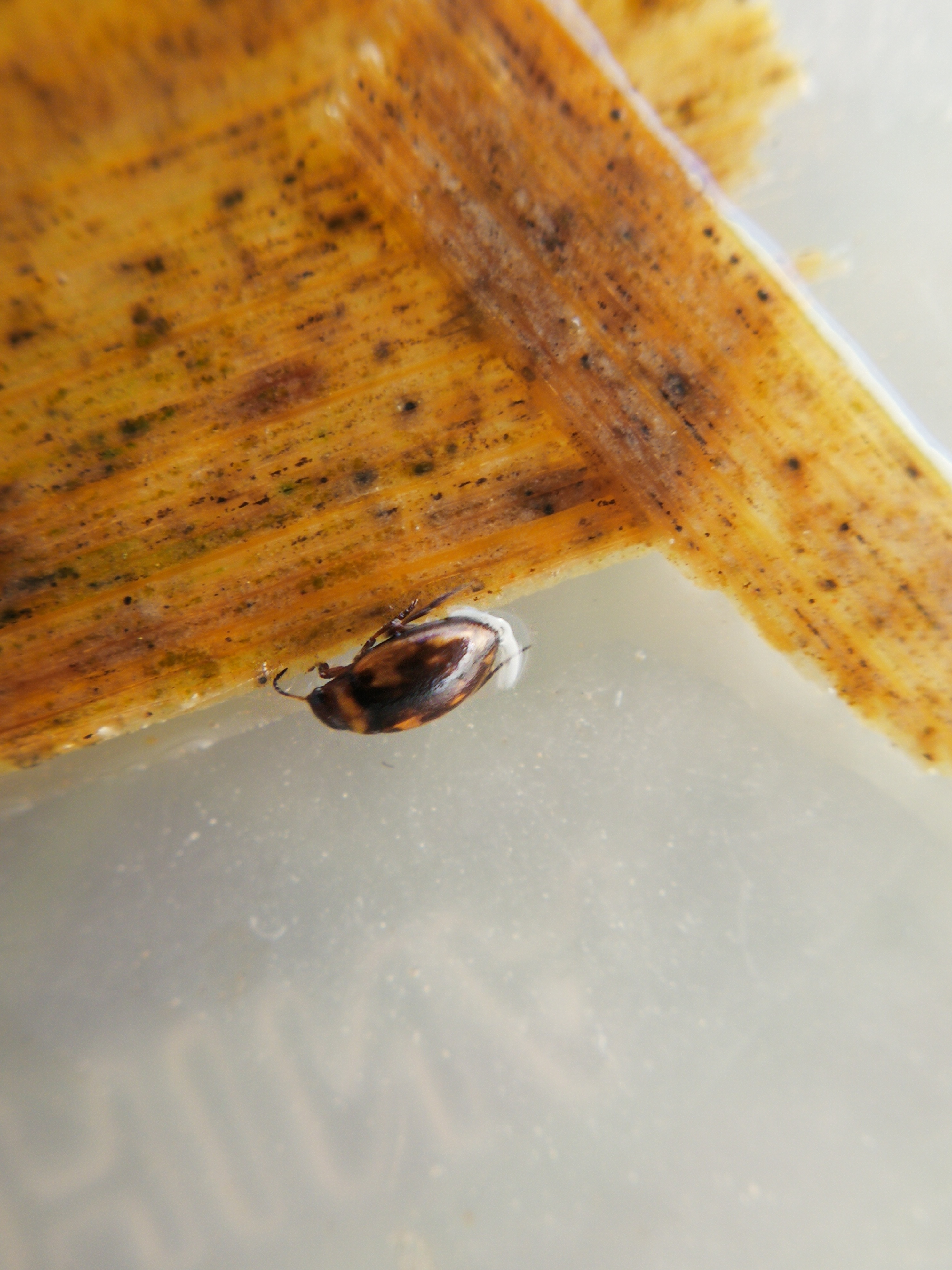 Bidessus unistriatus - barna törpecsíkbogár