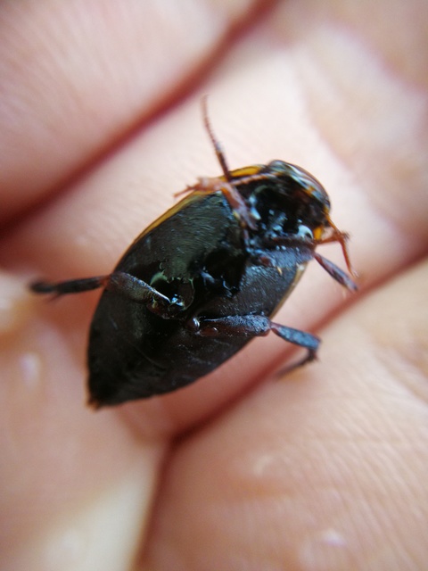 Colymbetes fuscus - gyakori recéscsíkbogár