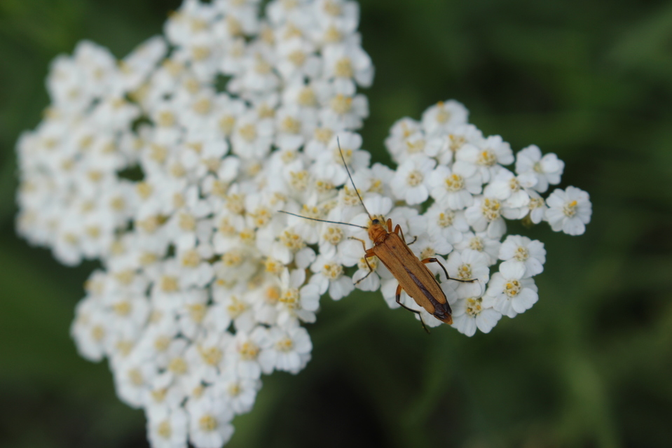 Oedemera podagrariae - székfű-álcincér