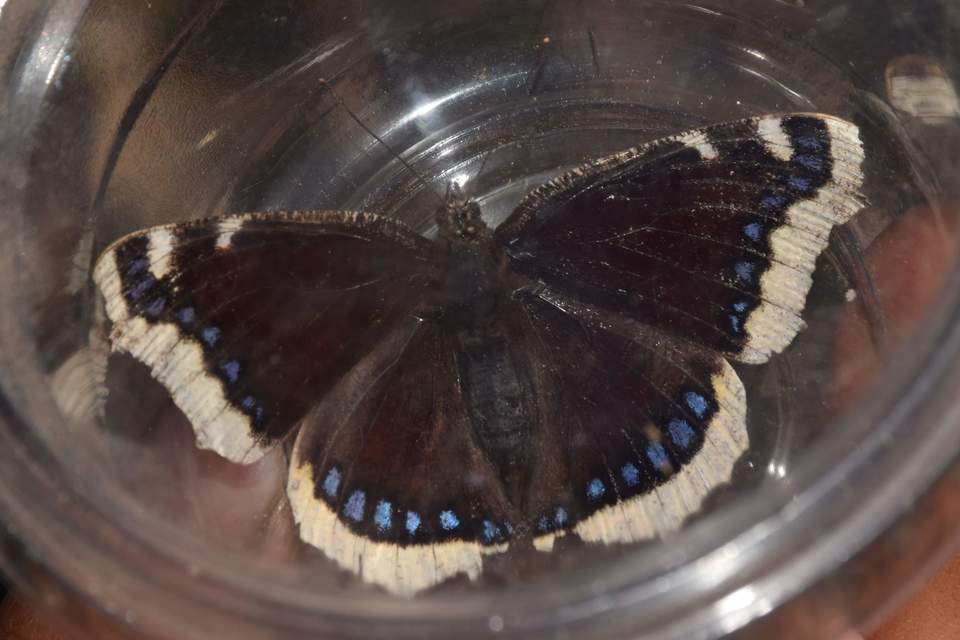 Nymphalis antiopa - gyászlepke