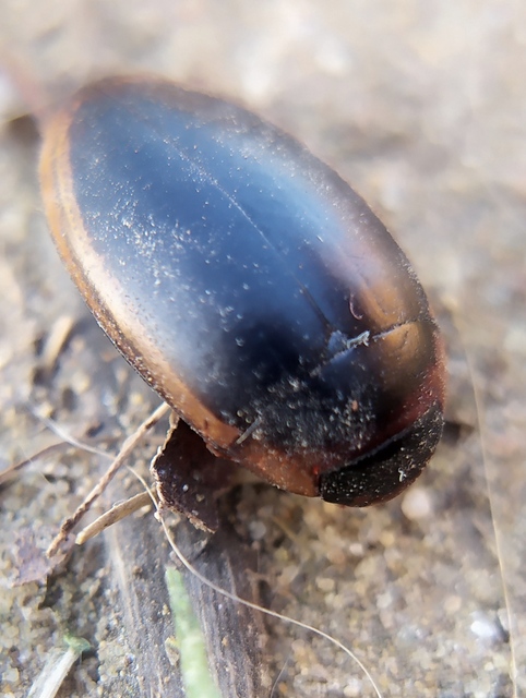 Hydaticus seminiger - fekete mocsáricsíkbogár