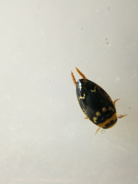 Laccophilus poecilus - tarka bukóbogár