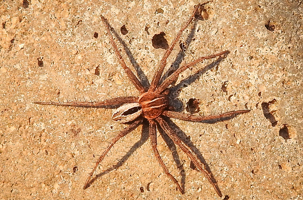 Thanatus arenarius