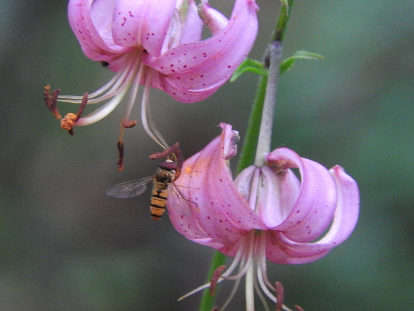 Episyrphus balteatus - ékfoltos zengőlégy
