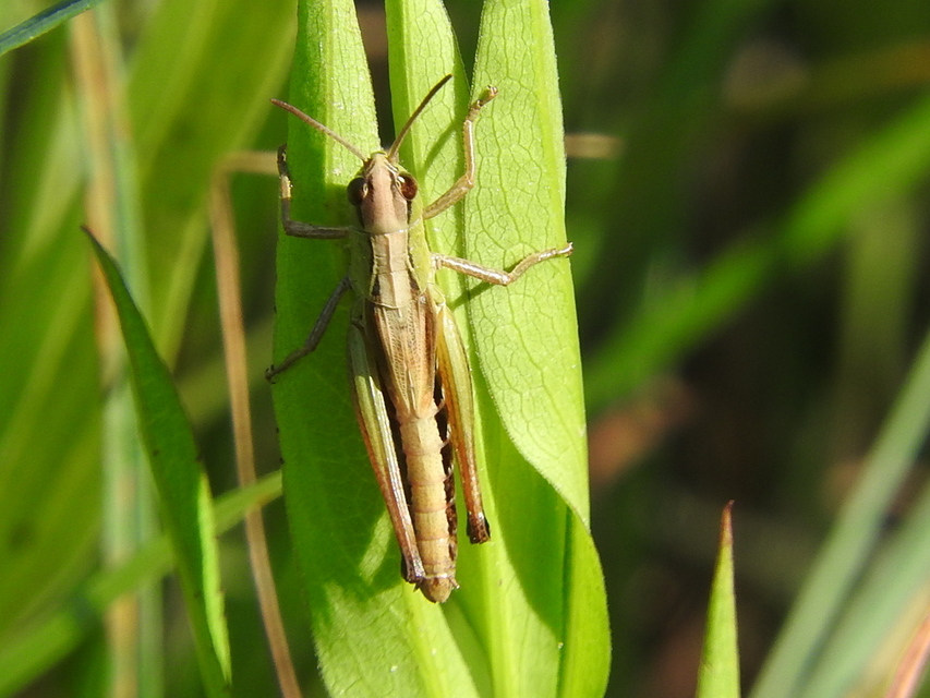 Pseudochorthippus parallelus - közönséges rétisáska