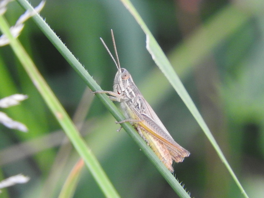 Euchorthippus declivus - rövidszárnyú rétisáska