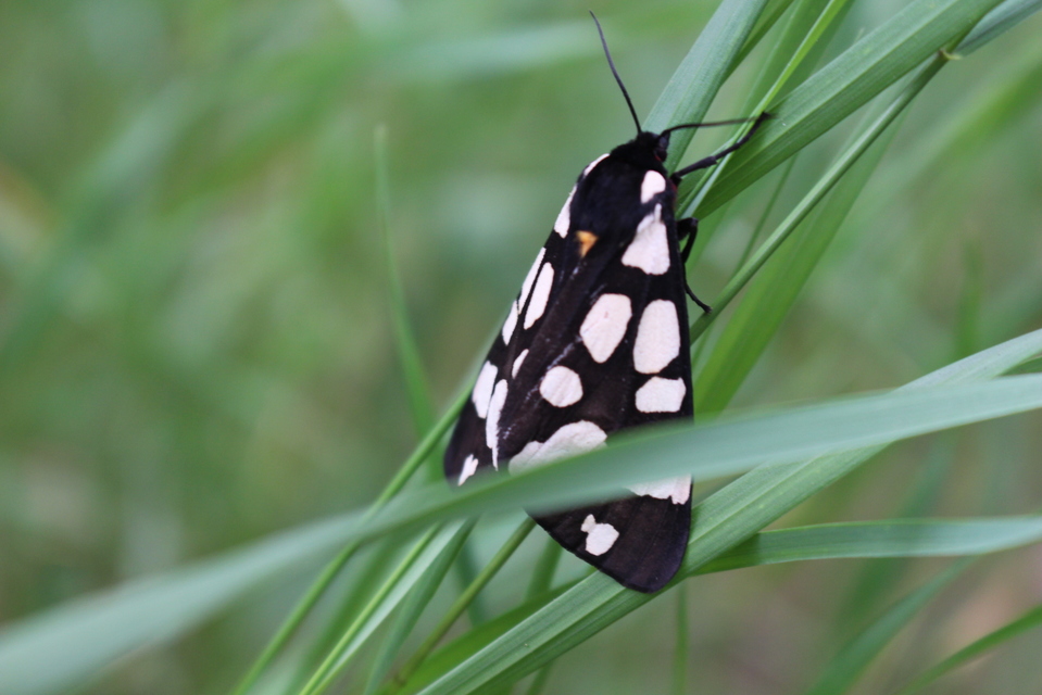 Arctia villica - fekete medvelepke