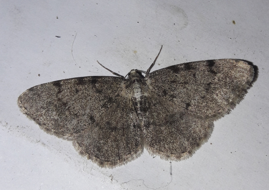 Aethalura punctulata - szürke égeraraszoló