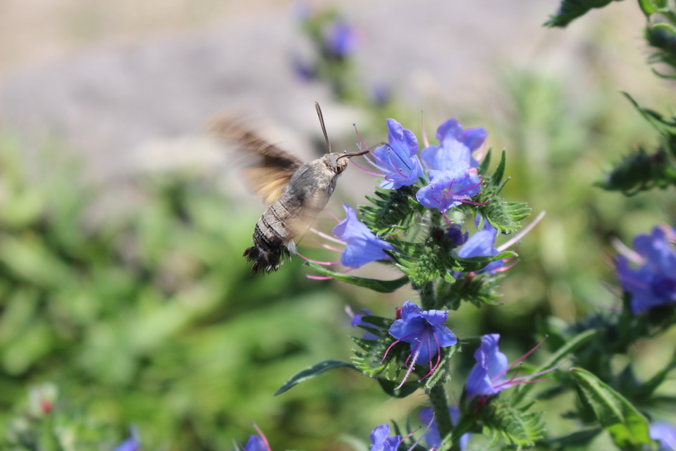 Macroglossum stellatarum - kacsafarkú szender
