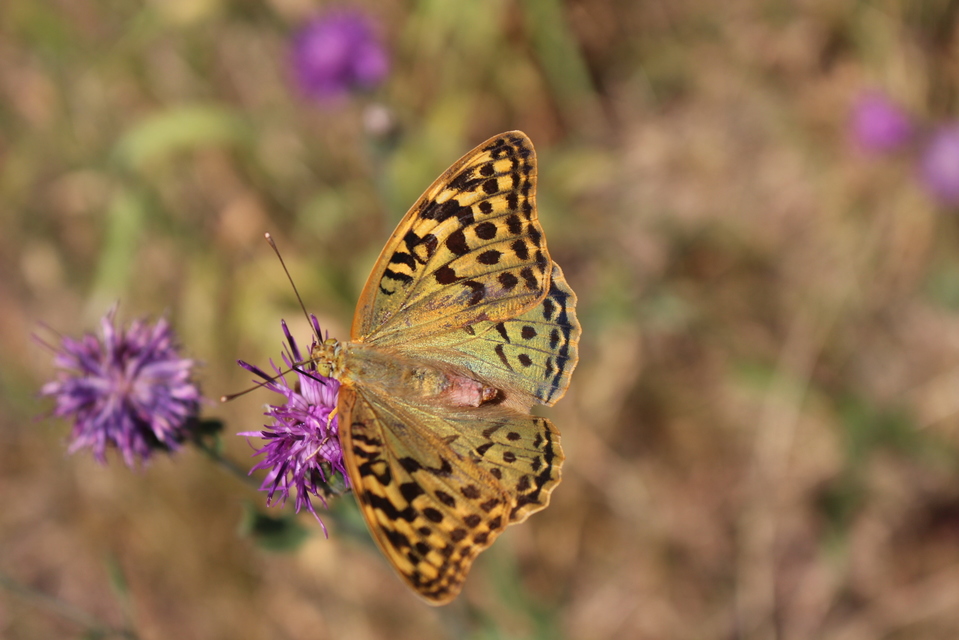 Argynnis pandora - zöldes gyöngyházlepke