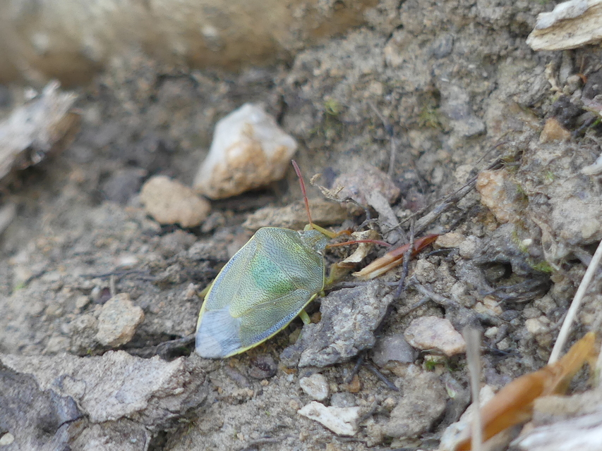 Piezodorus lituratus - bíboros címerespoloska Piezodorus lituratus - bíboros címerespoloska