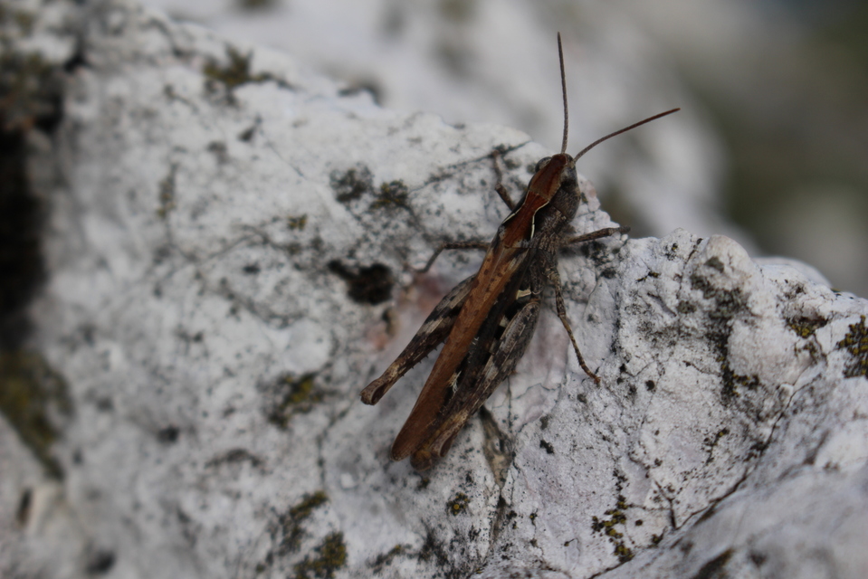Chorthippus mollis - halk tarlósáska