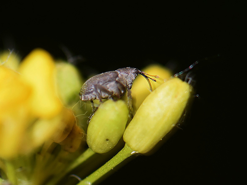 Ceutorhynchus