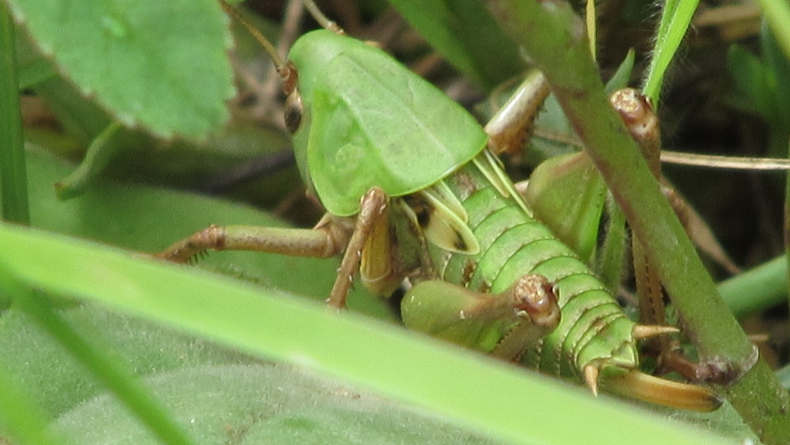 Decticus verrucivorus - szemölcsevő szöcske
