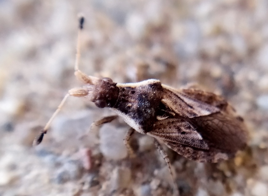 Spathocera tuberculata